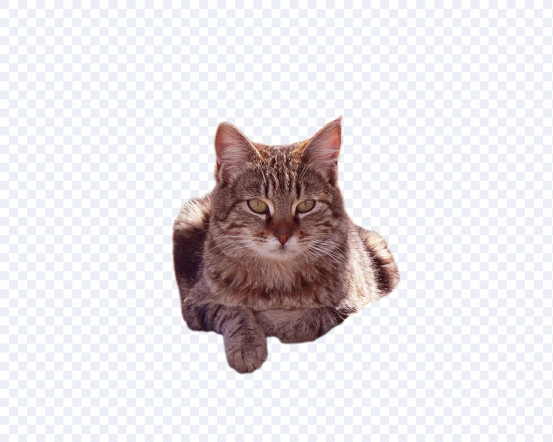 The same cat with the woodland, log and moss completely removed by the BiRefNet model.