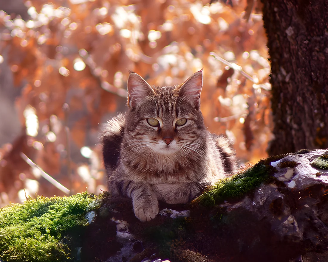 The same cat photograph after a 4× Real-ESRGAN upscale, with visibly sharper fur and eye detail.