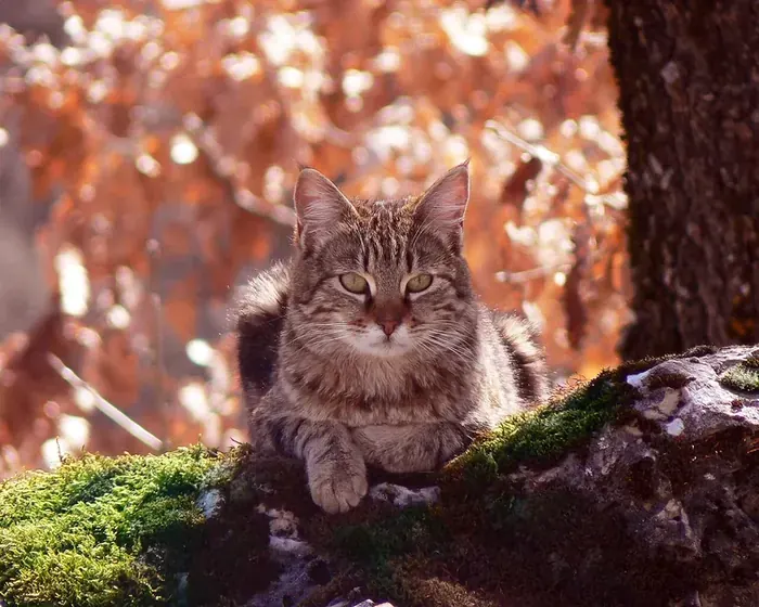 A cat sitting in grass, positioned right of centre in the frame.