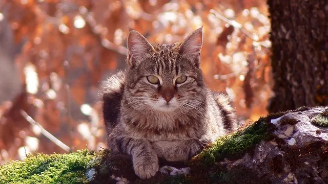 The cat cropped to a 16:9 ratio, keeping the subject in frame.