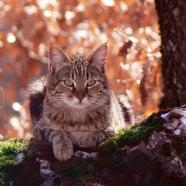 The cat cropped to a 1:1 ratio, keeping the subject in frame.