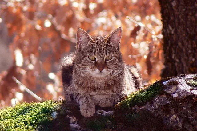 The cat cropped to a 3:2 ratio, keeping the subject in frame.