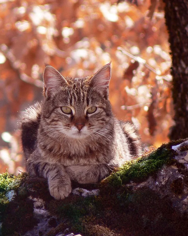 The cat cropped to a 4:5 ratio, keeping the subject in frame.